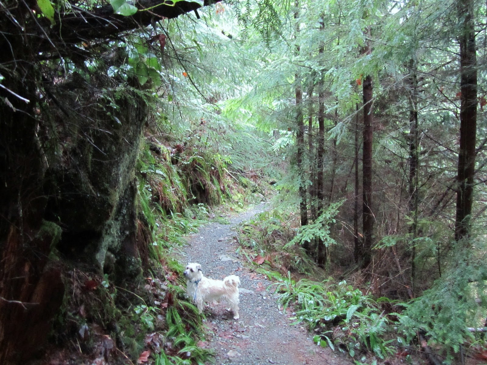 My Pacific Northwest Lime Kiln Trail Granite Falls