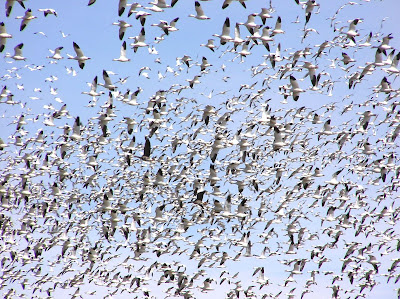 Cliff Mass Weather Blog: Mega Bird Migration
