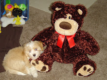 My new Teddy !!