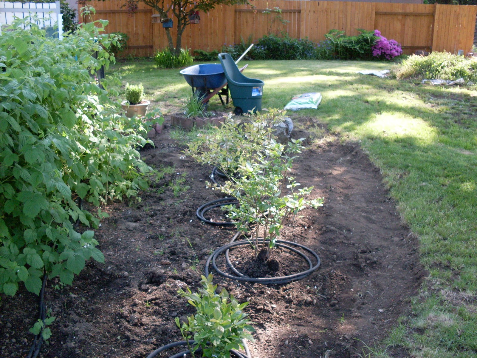 Blueberry Bushes For Warm Climates Organic Gardening Blog Grow