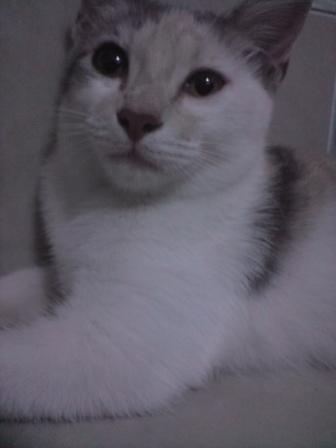 It's My LiFe: tips dan panduan penjagaan anak kucing supaya menjadi