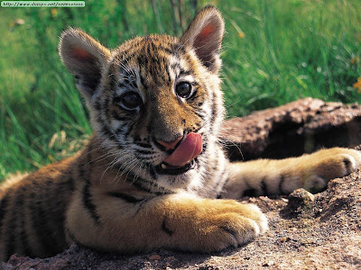 Tigre-Bebe.jpg