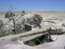 Agate bridge, Petrified Forest