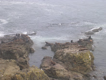 Noisy Sea Lions