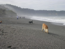 DeeBee the Beachcomber