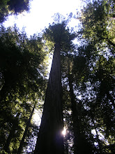 A very tall tree