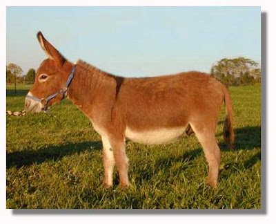 red-donkey.jpg