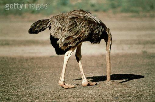 [avestruz.jpg]