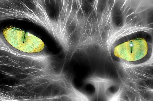 My Kittys Pretty Eyes by Jim Patterson