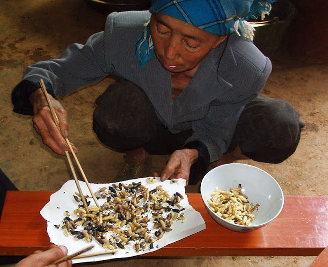 Preparing Bee Larvae for the table