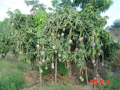 Plantación de Mango Kent