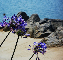 beautiful shore