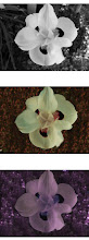 flower threesome