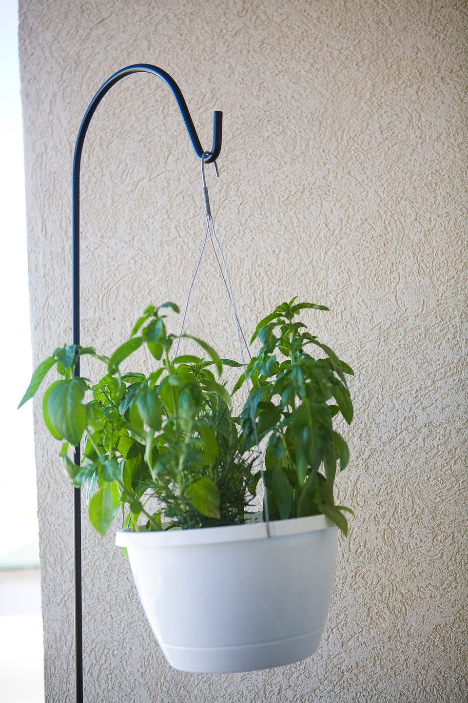 Vegans Living Off the Land: Indoor Hanging potted plants Vegans Living Off the Land: Indoor Hanging potted plants on Stand For Hanging Plants
id=82278