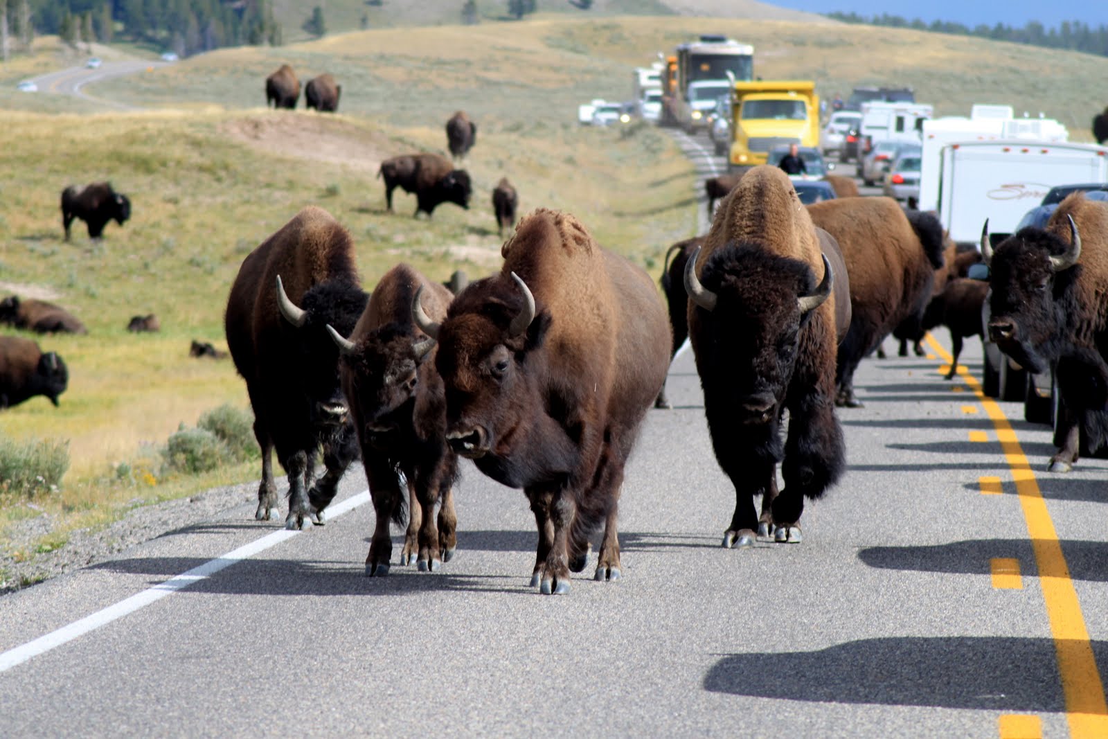 It's not about the destination...: Bison Traffic Jam in Yellowstone ...