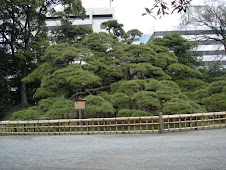 bonsai