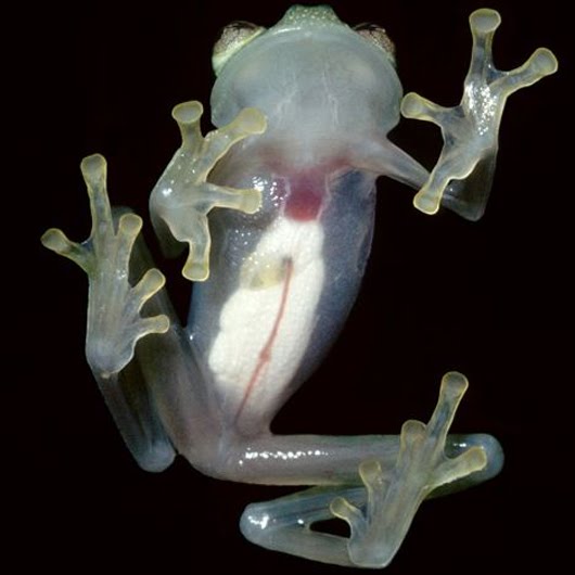 Journal Parental Care in Glass Frogs