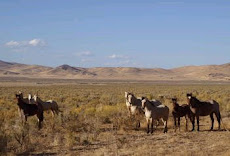 Wild Horses Watching Us