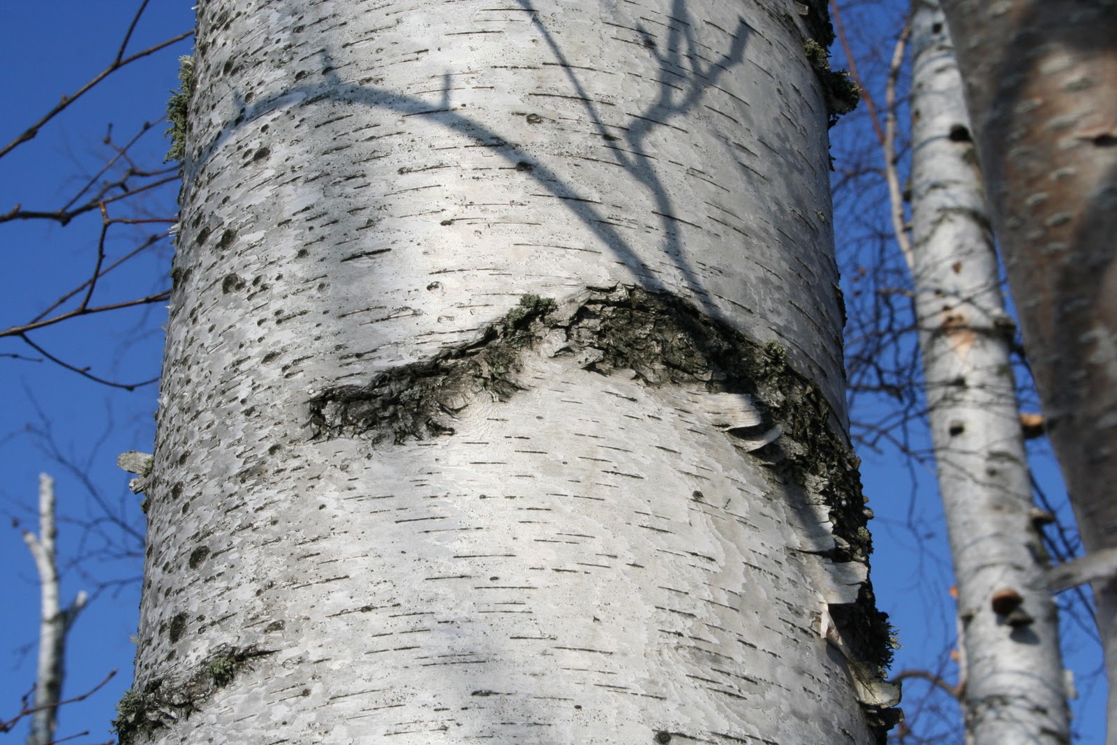 Birch Lodge Blog Why the Birch Tree has Black Markings...