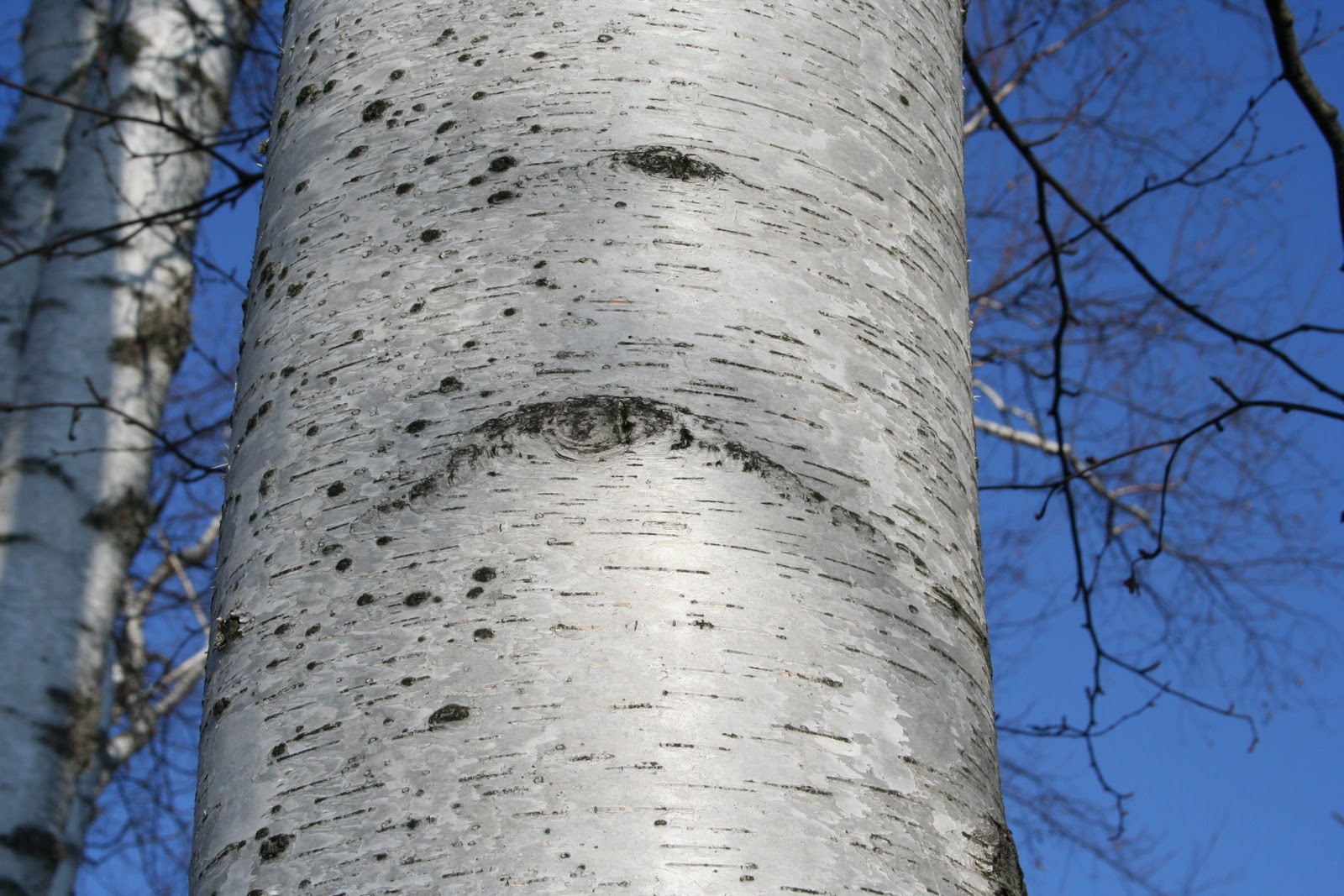 Birch Lodge Blog Why the Birch Tree has Black Markings...