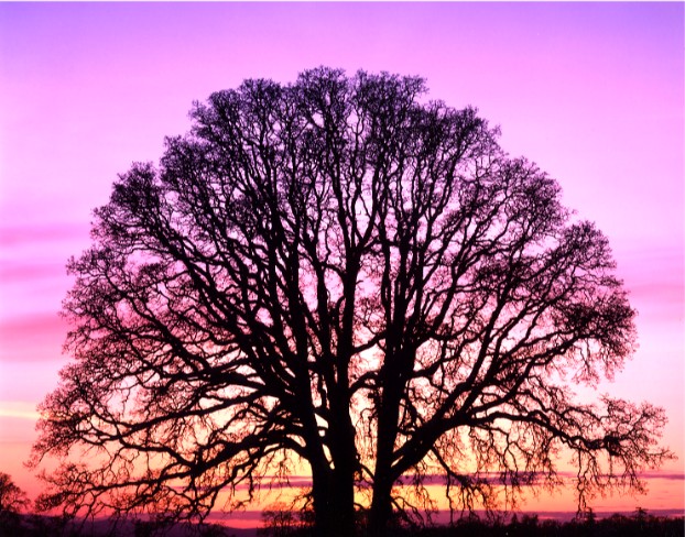 [oak-trees.jpg]