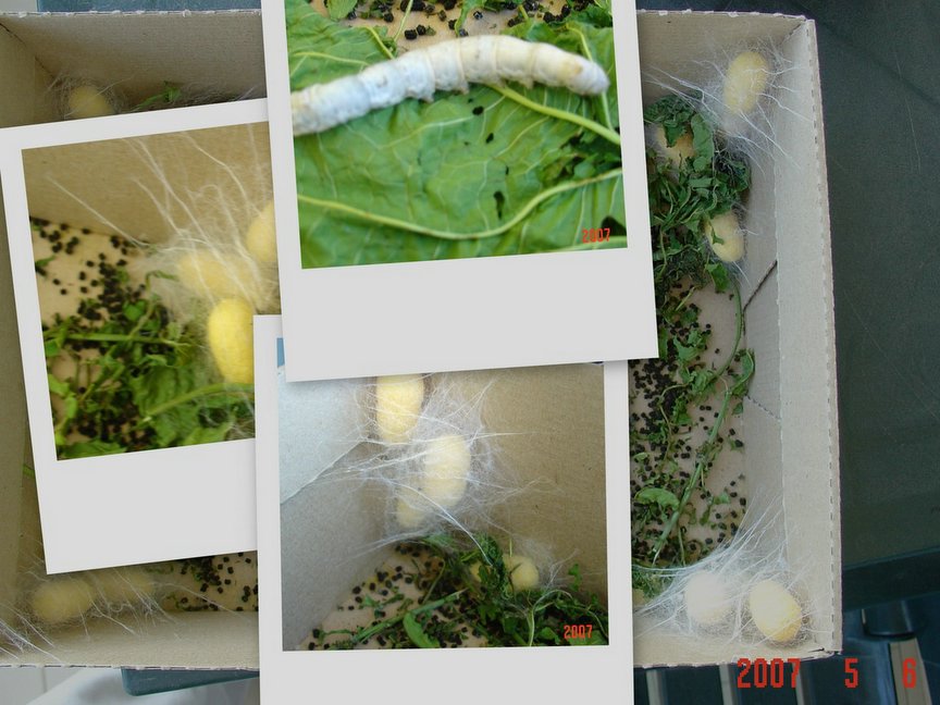 [collage77.jpg]