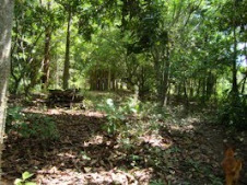 Lindo Bosque