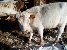 07/HEIFER-MOLLY S JOY