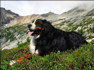 Alpine Bernese Mountain Dog 2025