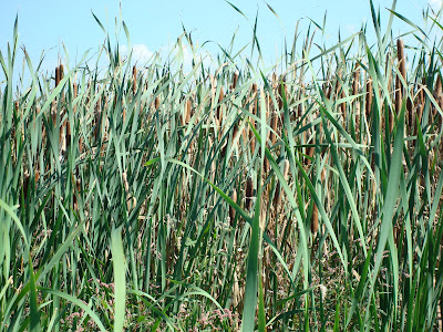 Mialuaf La vida, el totoral...