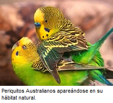 la cria periquitos, periquitos papilleros, criar periquitos, periquitos australianos cria, periquitos huevos