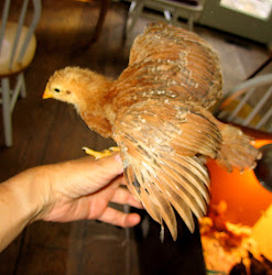 coop expanded chicken gets 2008 lightest prettiest ones brown fortified pratie
