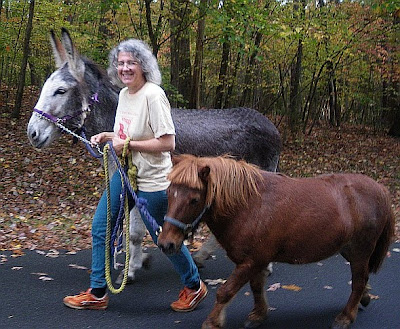 miniature horse and donkey walk together