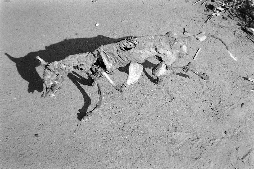 Natures Mortes Le chien mort.
