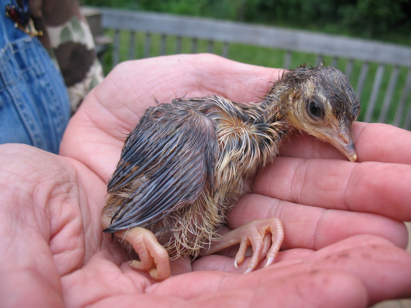 Chickens in the Basement They're Growing!