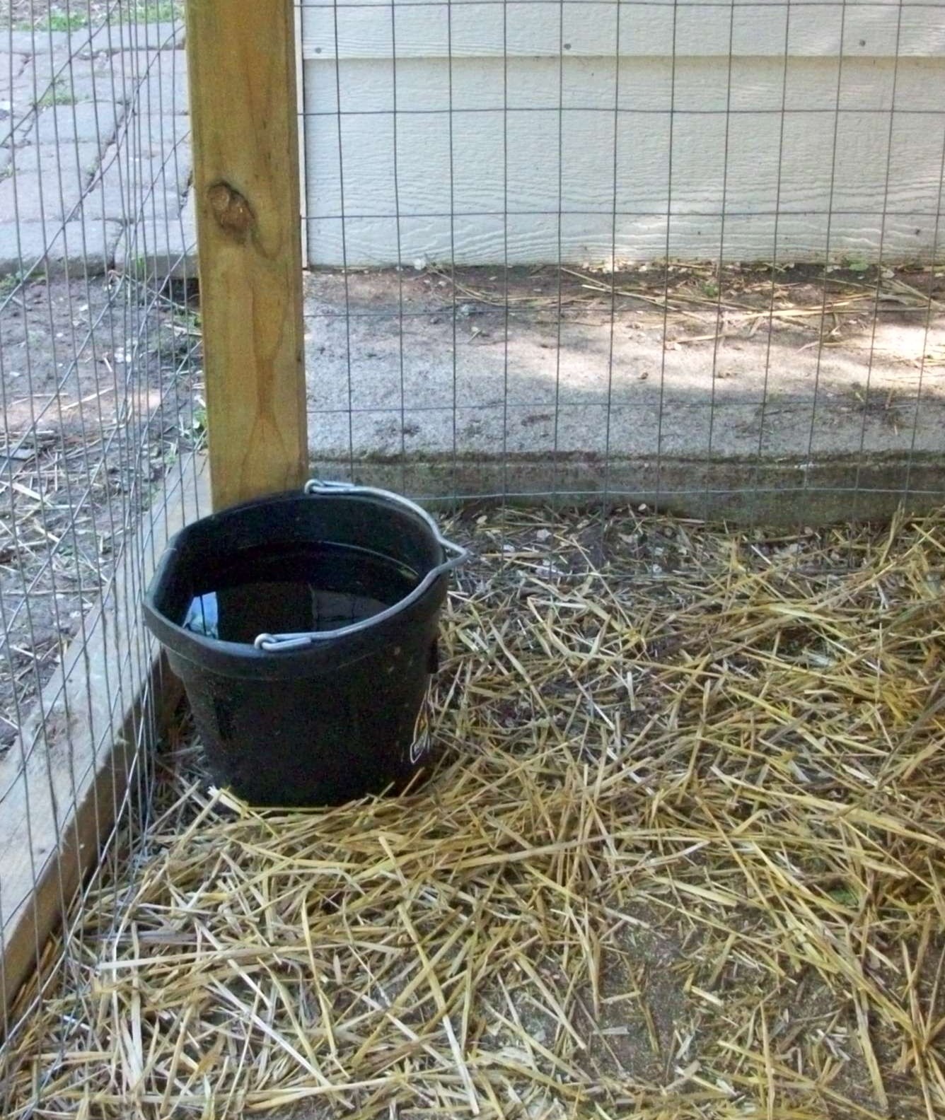 Heated Water Buckets Goats