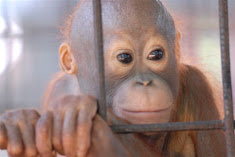 Orphaned by loggers or palm oil companies - often the same thing.