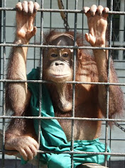 Yet another victim of logging and/or palm oil.