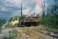 Illegal loggers in action. October 2007