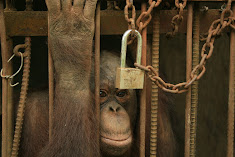 Indonesia's Alcatraz for orangutans