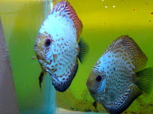 Casal de White Orange Spotted