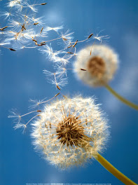 The Dandelions