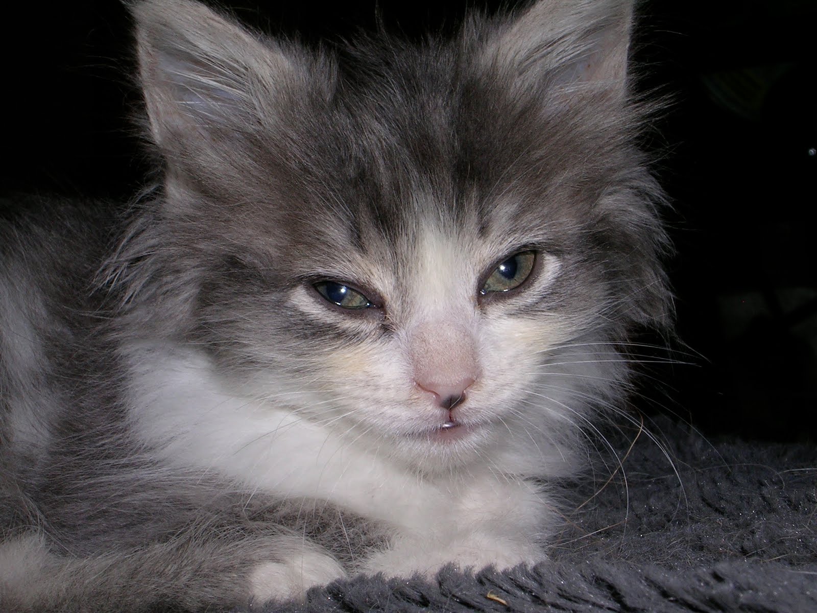 Toronto Adopt A Pet Kittens!