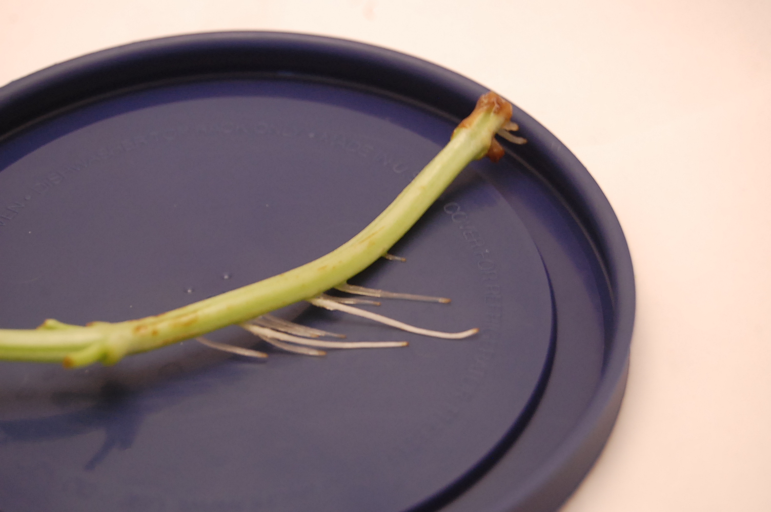 Nehal's Food and Garden How to root Basil