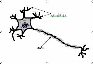 A Cell Story A Day: cell design 101.4, nerve cell