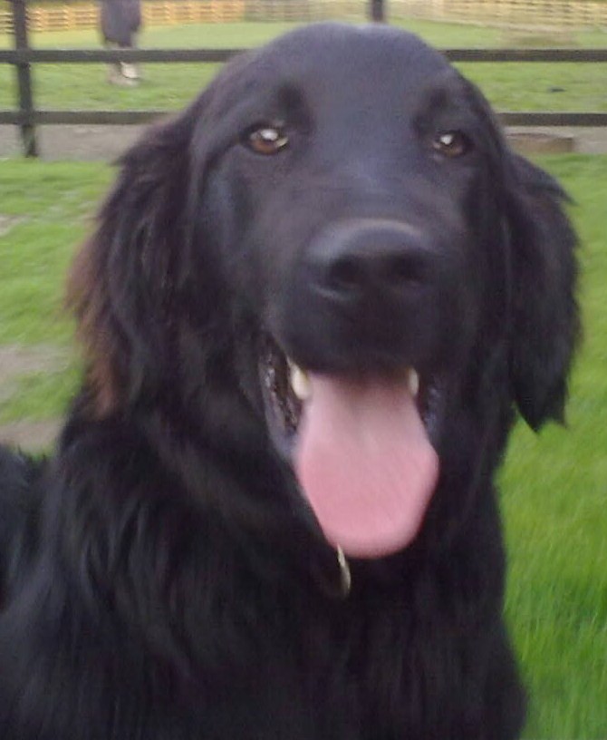 large black long haired dog