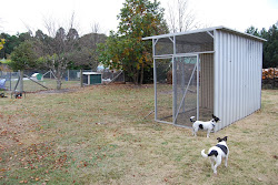 chicken build self sufficiency suburban coop towards journey