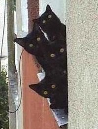 Els gats negres et vigilen