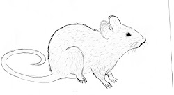 rat drawing sustainability draw rats realistic sketch face getdrawings scan