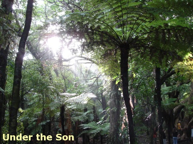 Under the Son